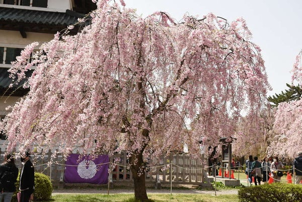 【広島空港発】 大曲の花火~春の章~ 弘前公園・芦野公園の桜と中尊寺3日間2